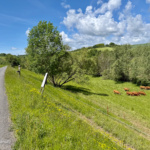 44 tracks in the länd - Tauberbischofsheim nach Forchtenberg