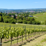 44 tracks in the länd - Forchtenberg nach Öhringen